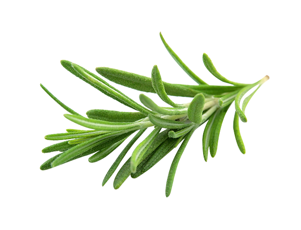 迷迭香精油